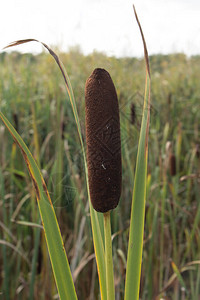 芦苇钉头植物也称为猫尾芦苇沼泽香肠高清图片