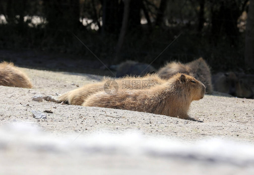 Capybara或HydrochoerusHydrocerosHydrochaeris是南美的哺乳动物图片