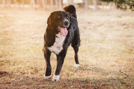 大狗阿拉拜中亚牧羊犬在公园玩耍背景图片