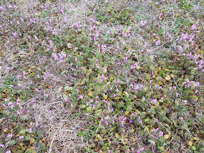 绿色杂草或含有紫花图片