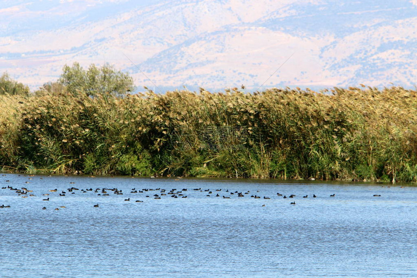 呼拉鸟类保护区位于以色列北部的呼拉谷图片
