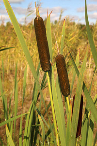 芦苇钉头植物也称为猫尾芦苇沼泽香肠图片