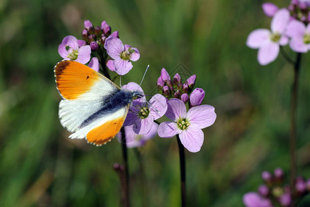 草地上的小蝴蝶图片