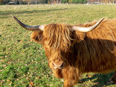 绿色草地上有美丽的棕色野牛的风景图片