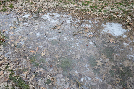 冬天用树叶和草结冰的水或冰图片