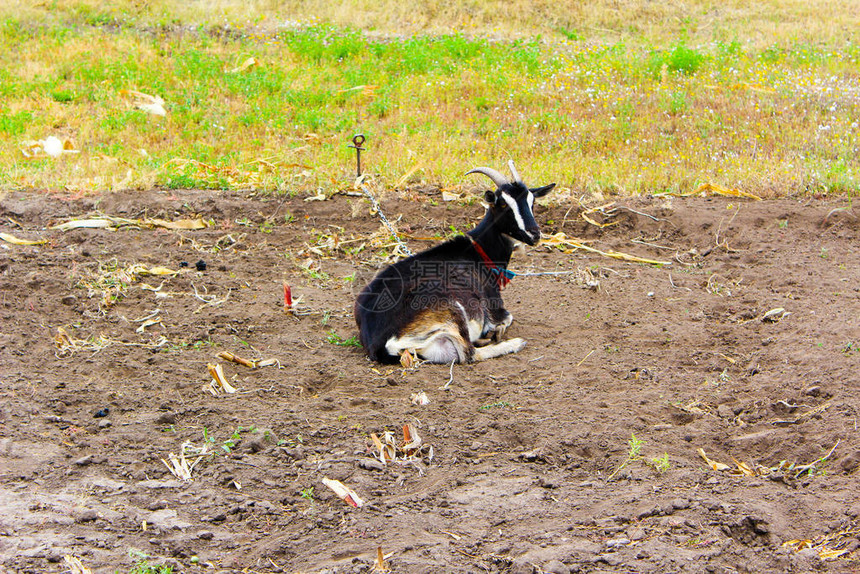家养山羊在牧场上牧场上的黑山羊图片