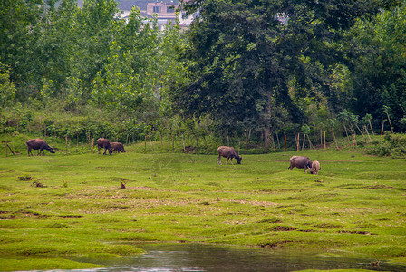 沿漓江6头棕色水牛在深绿色的树墙前的绿色草地上吃草图片