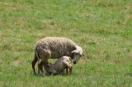 羔羊在田野里哺乳它的母亲图片