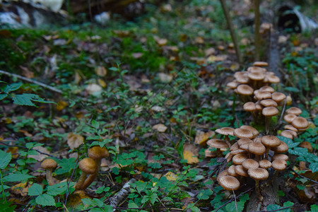秋天森林里的蘑菇蜂蜜木耳图片