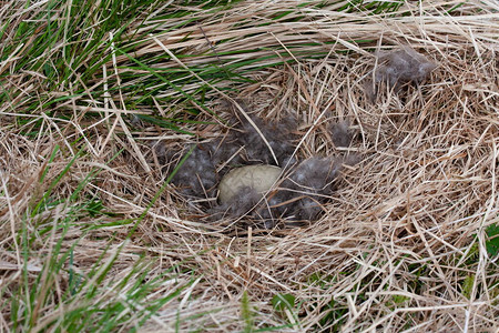 草丛中的鸟巢中的鸟蛋图片