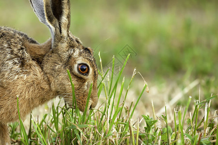 在英国诺福克NorfolkUK吃着植物的田野生棕色野兔图片