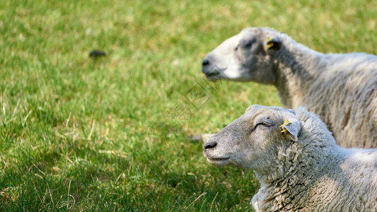 草地上的两只羊有可用的文本空间图片