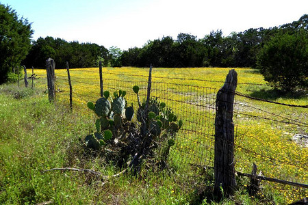 德克萨斯山丘乡镇草地从我们在奥斯汀地区背景图片