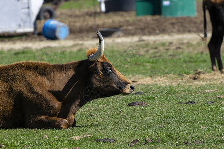 一头棕色的大公牛在牧场的地面上休息图片
