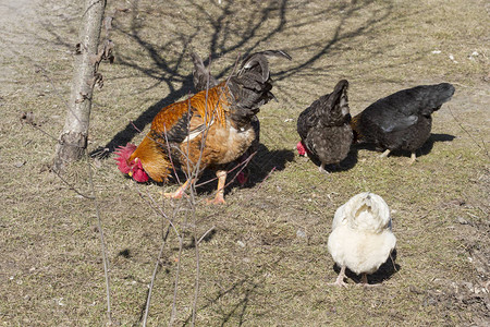 鸡和母鸡在户外喂食图片