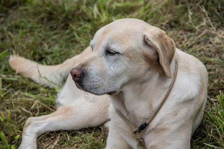 拉布多猎犬躺在草地上图片
