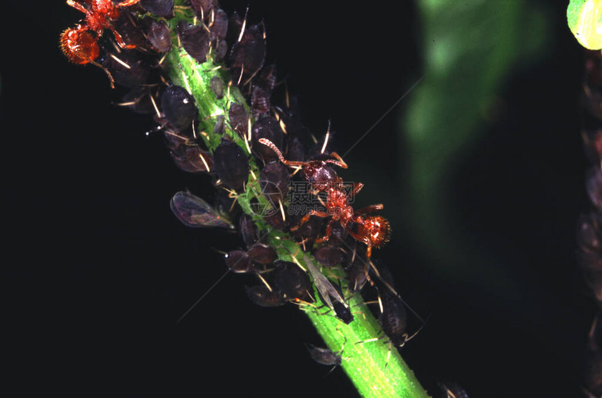 蚂蚁在草叶上照顾蚜虫图片
