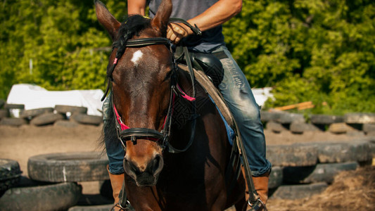 男子在户外骑着一匹黑褐色的马中投图片