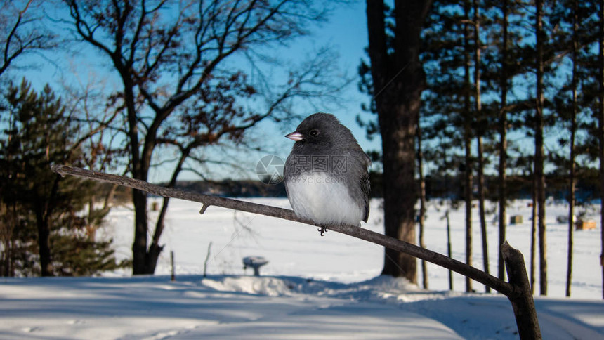 冬天小鸟冻僵在树枝上图片