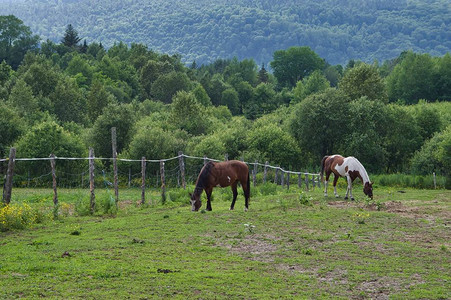 一些马在牧场里放牧背图片