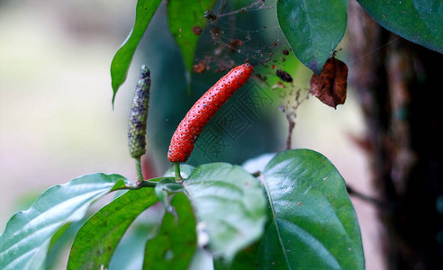 Javanese长胡椒或树上生长的Piper次频背景图片