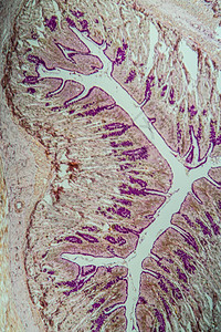 带腺体的肠道横截面100倍图片