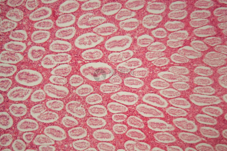 显微镜下的小鼠肾脏切片图片