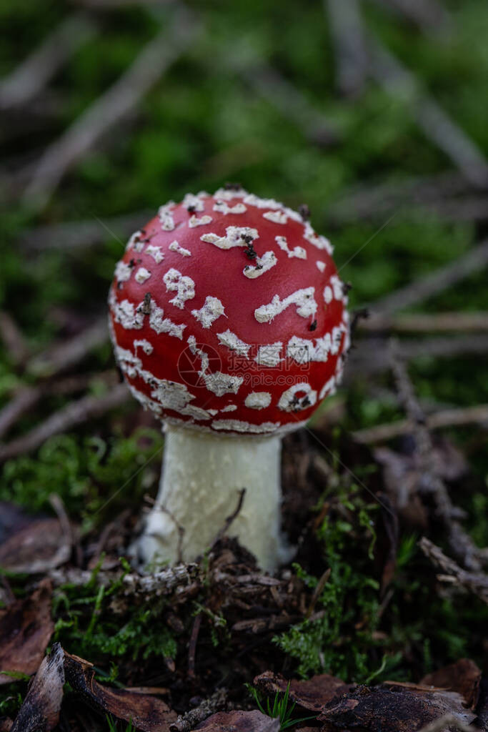 秋季森林地面上的毒伞菌图片