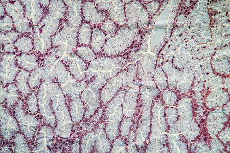 显微镜下的蛋白质组图片