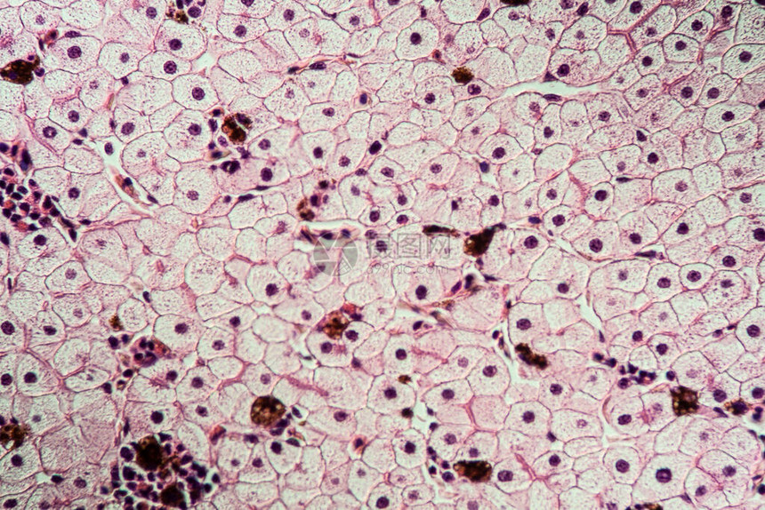 具有肝细胞的Axolot两栖动图片