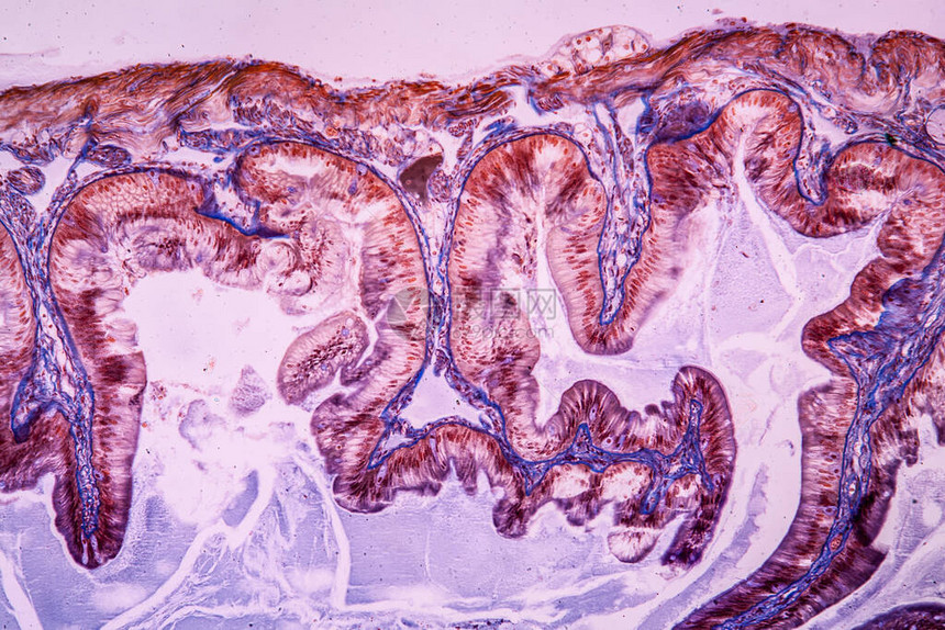 显微镜下的胃组图片
