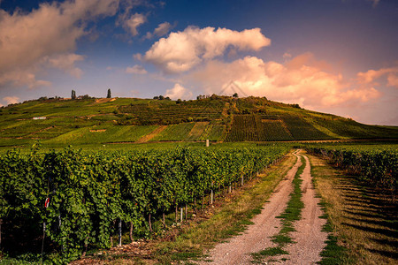 法国阿尔萨斯Kaysersberg葡萄酒图片