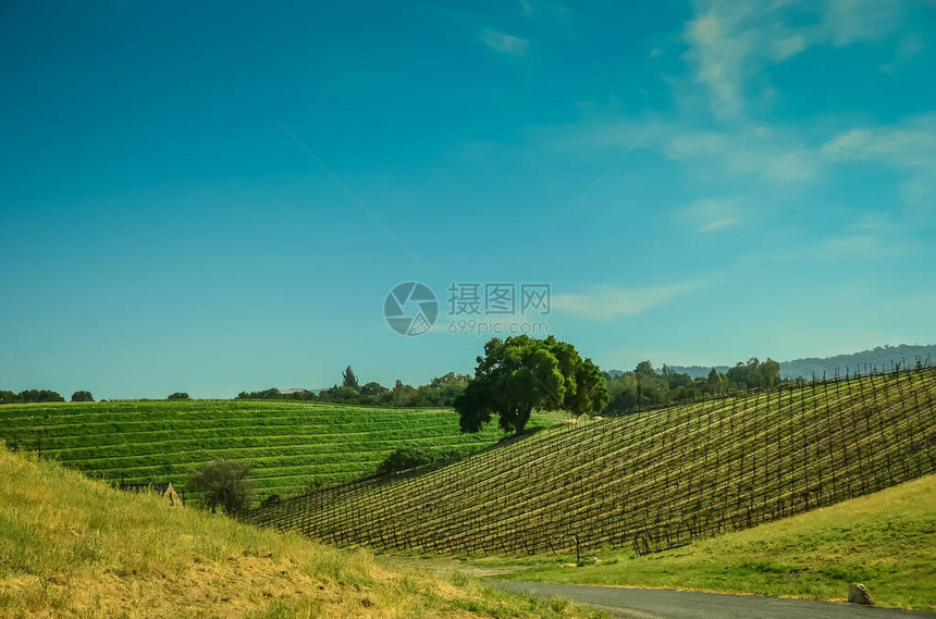 风景如画的酿酒厂和葡萄园图片