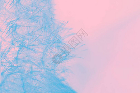 淡粉色背景上的淡蓝色蓬松蒲公英细节背景图片