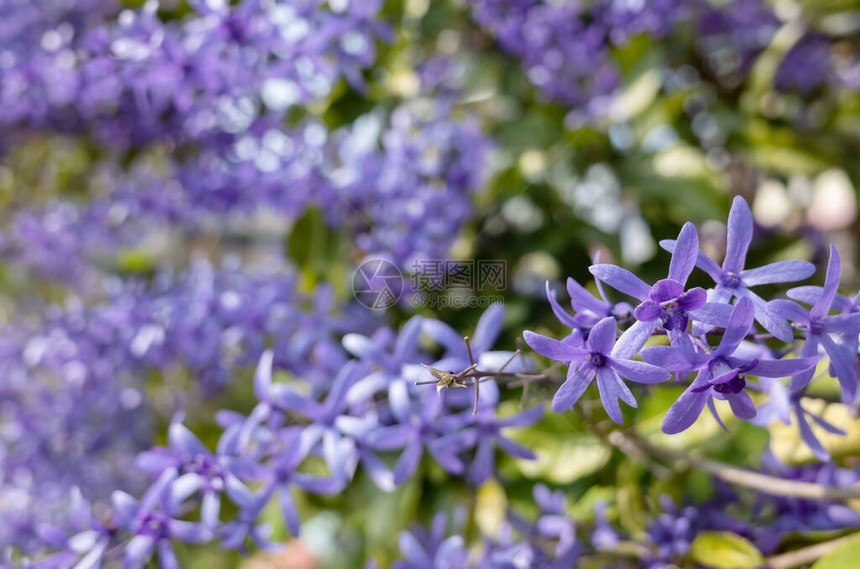 红花砂纸藤紫花圈图片