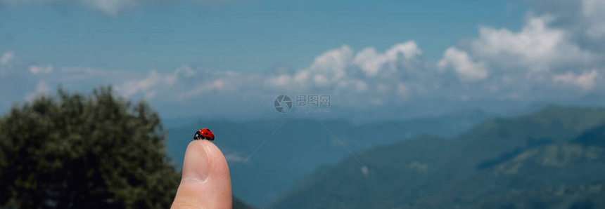 山上大拇指上的一只小虫紧贴着一头大象图片