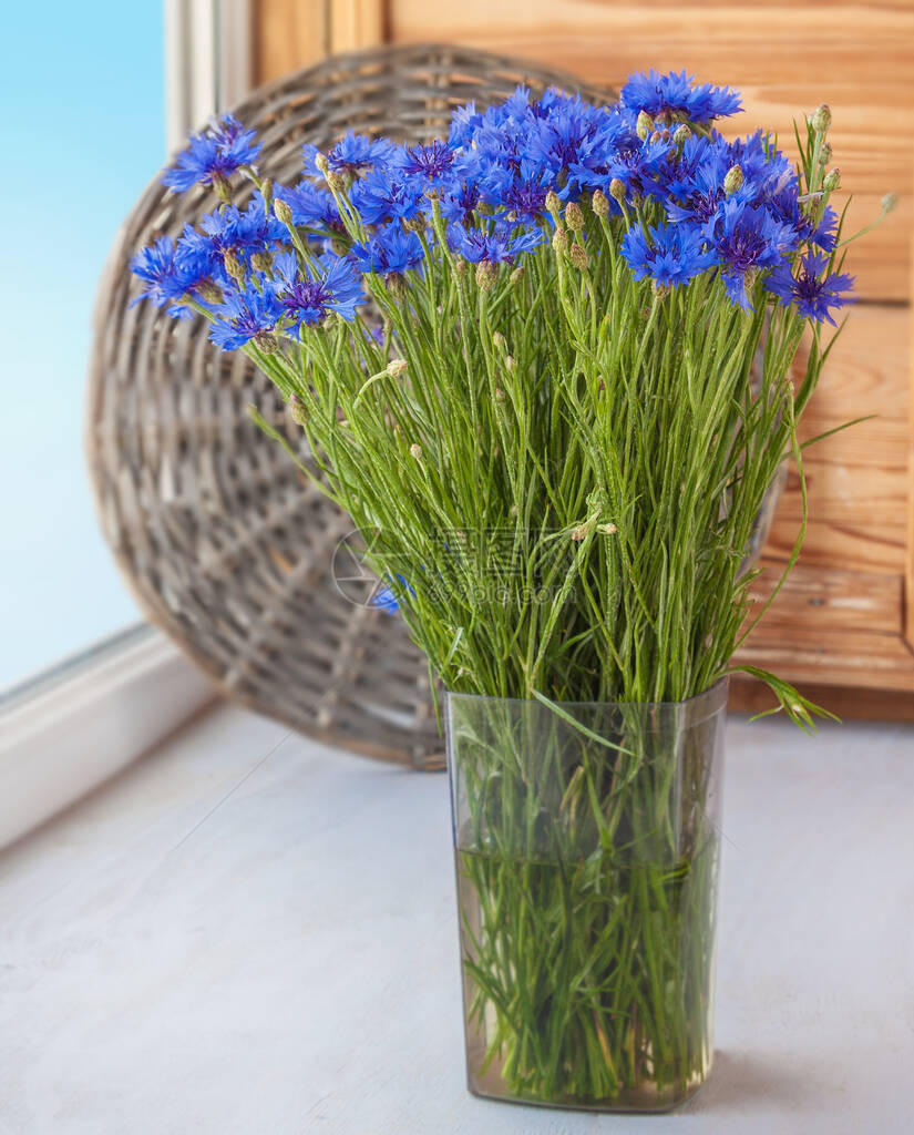 窗户上的蓝色矢车菊花束图片