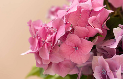 花卉背景软绣球花或霍滕西亚花艺术自然背景春天的时图片