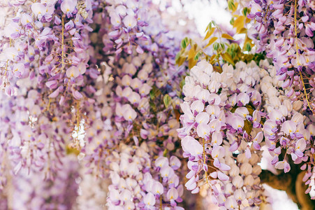 美丽的紫薇西雅花朵开在图片