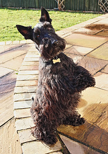 苏格兰后腿Terrier图片