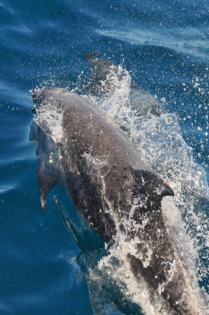 两只海豚在澳洲悉尼附近杰克逊港的图片