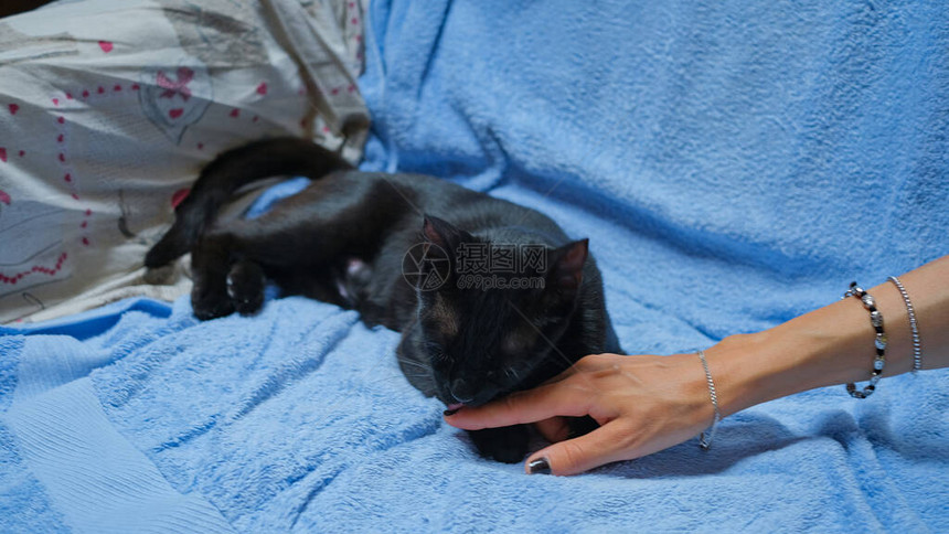 蓝色毯子上的一只黑色母猫图片