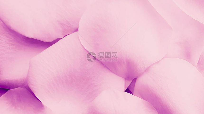 粉红色的玫瑰花瓣特写闪亮图片
