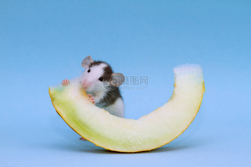蓝色背景上可爱的小老鼠吃瓜片图片