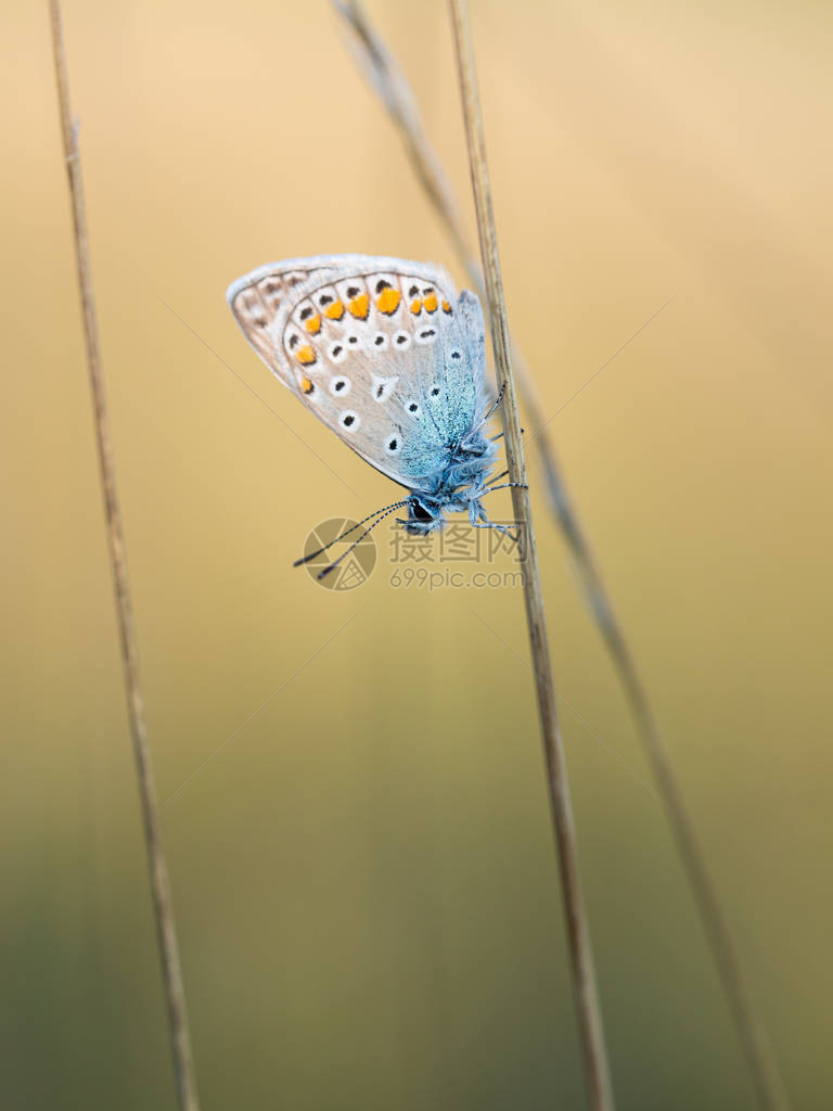 公用蓝蝴蝶Polyommatusicarus男在清图片