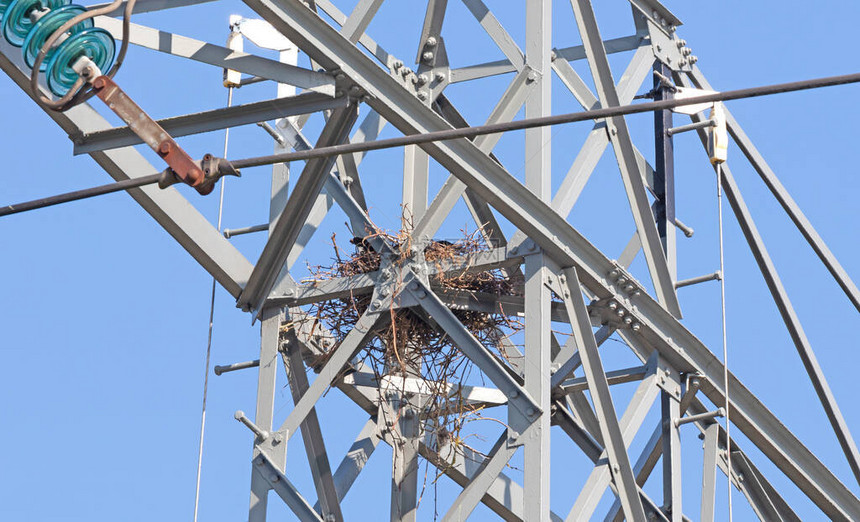 乌鸦在荷兰蓝天的高压电塔中筑巢图片