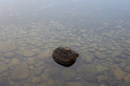 一块在清凉水中的岩石在新温图片