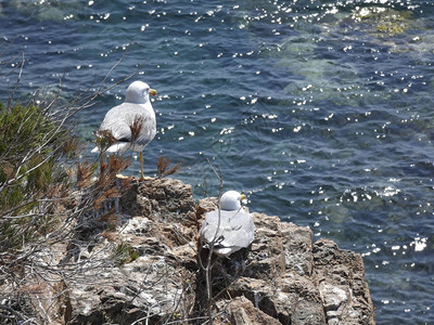 海鸥在悬崖上放松的海鸥图片