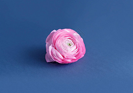 粉红色的花朵蓝色背图片