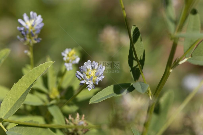 蓝色fenugreek花朵特里戈内拉cue图片